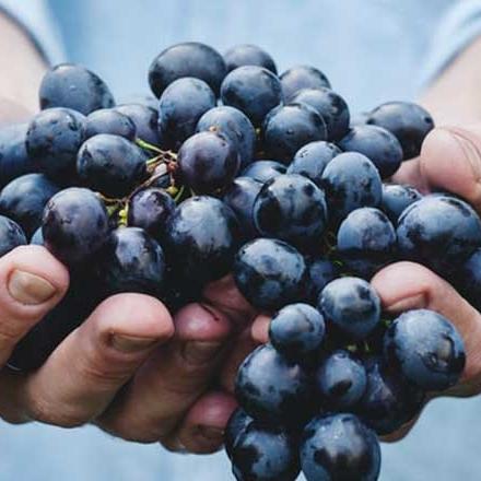 Free wine tasting from two vintages in the winery
